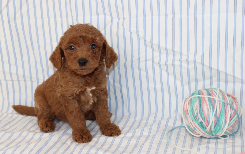 puppy, for, sale, Mini F1B Golden Doodle, Matthew B. Stoltzfus, dog, breeder, Gap, PA, dog-breeder, puppy-for-sale, forsale, nearby, find, puppyfind, locator, puppylocator, aca